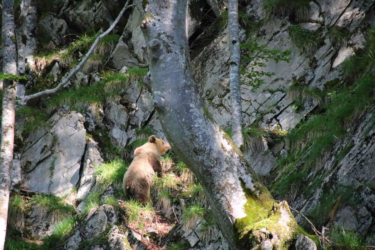 Ours dans une forêt de montagne © Ours dans une forêt de montagne
