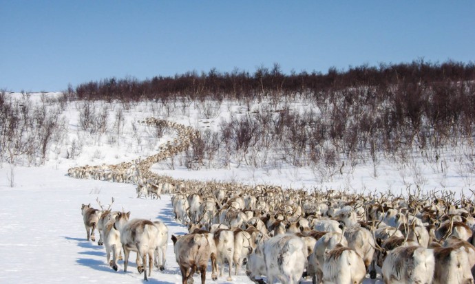 https://www.amarok-espritnature.com/photo/001136L/transhumance-des-rennesc.jpg