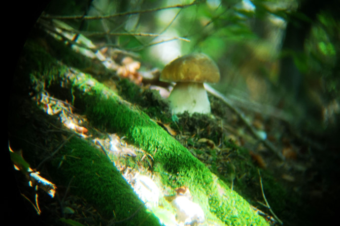 Quel est donc ce champignon ? - Guide nature