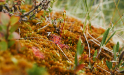 Expédition naturaliste au nord du Cercle Arctique