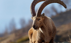 Rencontre sauvage Queyras - Randonnée à la rencontre de la faune sauvage