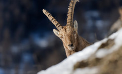 Rencontre sauvage Queyras - Randonnée à la rencontre de la faune sauvage