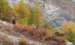 Rencontre sauvage Queyras - Randonnée à la rencontre de la faune sauvage