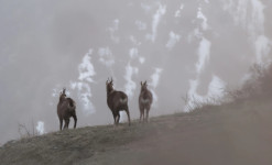 Rencontre sauvage Queyras - Randonnée à la rencontre de la faune sauvage