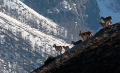 Rencontre sauvage Queyras - Randonnée à la rencontre de la faune sauvage