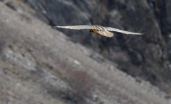 Rencontre sauvage Queyras - Randonnée à la rencontre de la faune sauvage