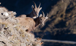 Rencontre sauvage Queyras - Randonnée à la rencontre de la faune sauvage