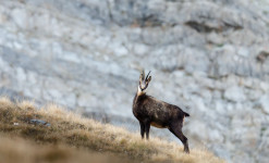 Rencontre sauvage Queyras - Randonnée à la rencontre de la faune sauvage