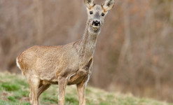 Rencontre sauvage Queyras - Randonnée à la rencontre de la faune sauvage