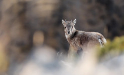 Rencontre sauvage Queyras - Randonnée à la rencontre de la faune sauvage