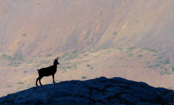 Rencontre sauvage Queyras - Randonnée à la rencontre de la faune sauvage