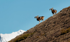 Rencontre sauvage Queyras - Randonnée à la rencontre de la faune sauvage