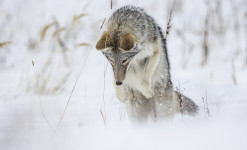 Yellowstone l'hiver, Aventure exclusive au pays des loups des coyotes et des bisons.