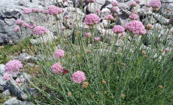 RESSOURCEMENT AU CŒUR DU VERCORS  MARCHE - NATUROPATHIE - YOGA ET MASSAGE