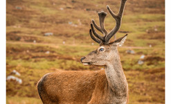 Ile de Skye : Spectaculaire et  Envoûtante