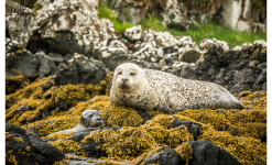 Ile de Skye : Spectaculaire et  Envoûtante