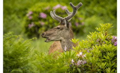 Ile du Jura : le brame du cerf au cœur de  l’Ecosse sauvage