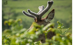 Ile du Jura : le brame du cerf au cœur de  l’Ecosse sauvage