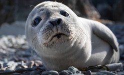 Immersion à Saint-Pierre et Miquelon : découverte, observation et photo ornithologiques