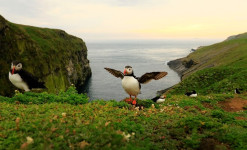 Immersion à Saint-Pierre et Miquelon : découverte, observation et photo ornithologiques