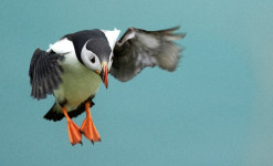 Immersion à Saint-Pierre et Miquelon : découverte, observation et photo ornithologiques