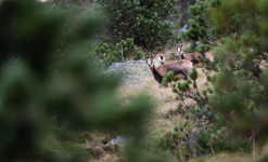 Rencontre des Bouquetins et des Isards dans le Parc National des Pyrénées