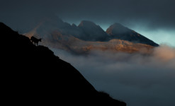 Rencontre des Bouquetins et des Isards dans le Parc National des Pyrénées