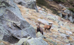 Rencontre des Bouquetins et des Isards dans le Parc National des Pyrénées