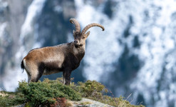 Rencontre des Bouquetins et des Isards dans le Parc National des Pyrénées