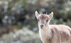 Rencontre des Bouquetins et des Isards dans le Parc National des Pyrénées