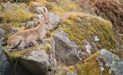 Au pays de l'ours, dans les Pyrénées Ariégeoises