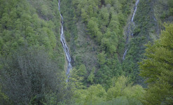 Au pays de l'ours, dans les Pyrénées Ariégeoises