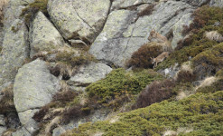 Au pays de l'ours, dans les Pyrénées Ariégeoises