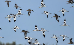 Stage tout public : Initiation à l'ornithologie au coeur de la Camargue