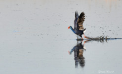 Stage tout public : Initiation à l'ornithologie au coeur de la Camargue