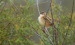 Stage tout public : Initiation à l'ornithologie au coeur de la Camargue