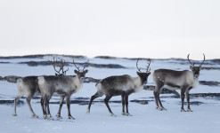 Immersion au paradis des oiseaux sur la péninsule de Varanger