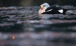 Immersion au paradis des oiseaux sur la péninsule de Varanger