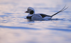 Immersion au paradis des oiseaux sur la péninsule de Varanger