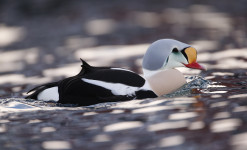 Immersion au paradis des oiseaux sur la péninsule de Varanger