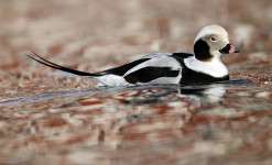 Immersion au paradis des oiseaux sur la péninsule de Varanger