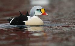 Immersion au paradis des oiseaux sur la péninsule de Varanger