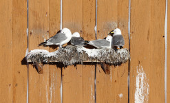 Immersion au paradis des oiseaux sur la péninsule de Varanger