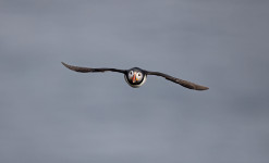 Immersion au paradis des oiseaux sur la péninsule de Varanger