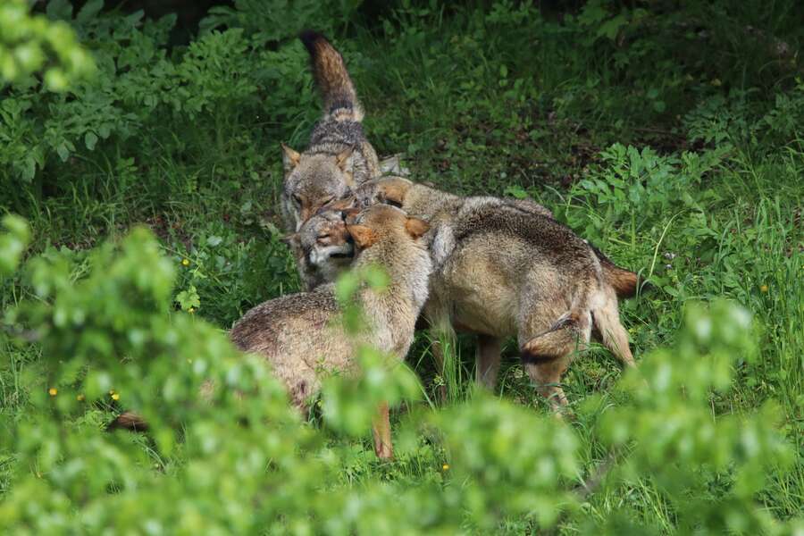 Amarok, l'esprit du loup en inuit