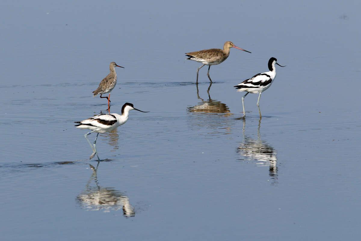 Avocettes élégantes