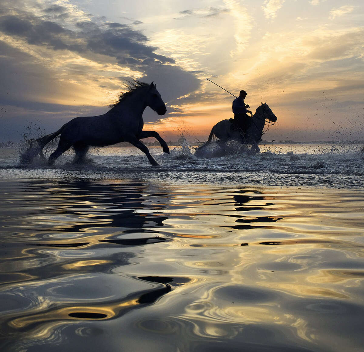 Chevaux de Camargue