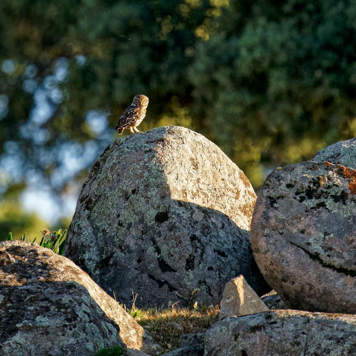 Chouette chevêche sur un rocher