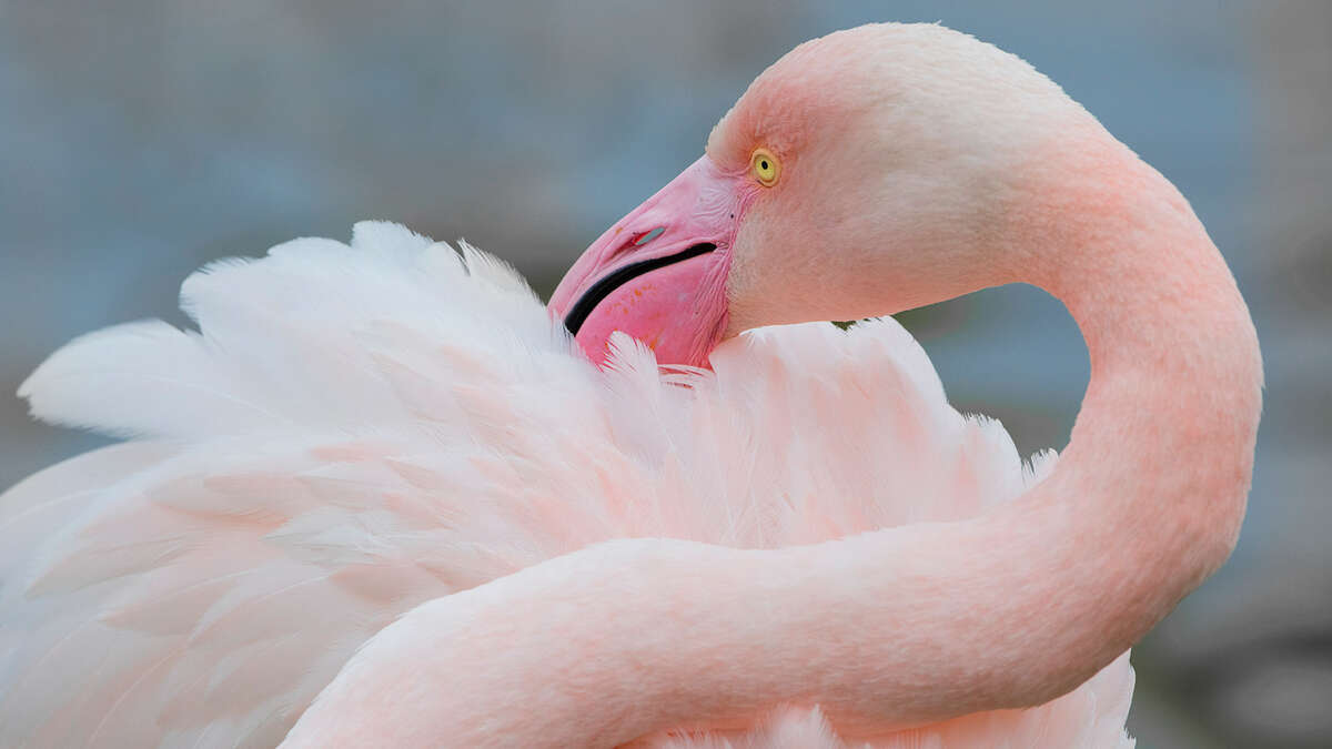 Flamant rose