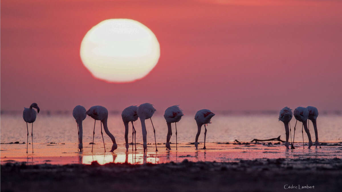 Flamants roses devant le coucher de soleil